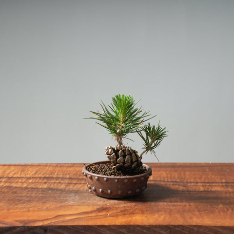 Japanese Black Pine Mini Cone Planting #11 - Bonsaify