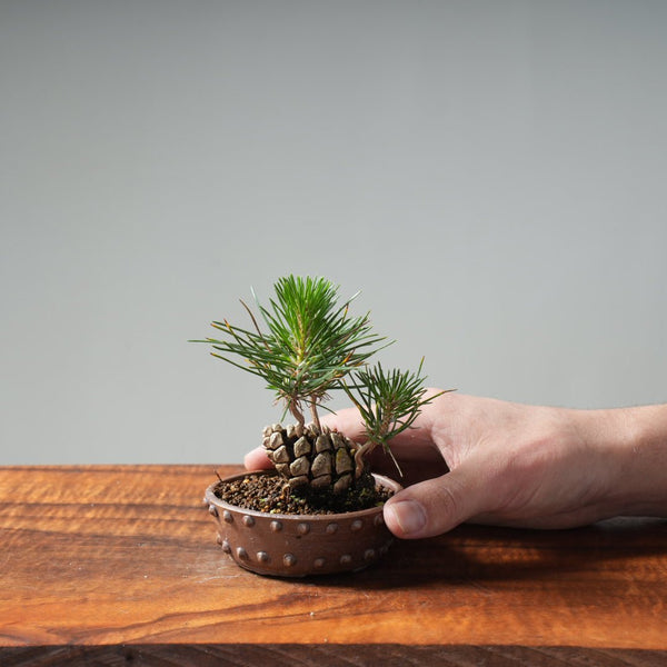 Japanese Black Pine Mini Cone Planting #11 - Bonsaify