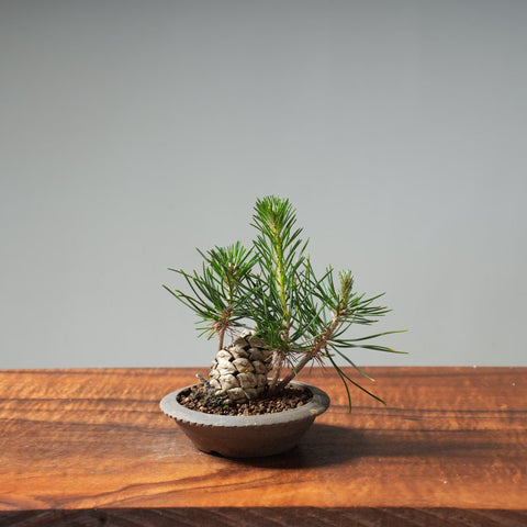 Japanese Black Pine Mini Cone Planting #12 - Bonsaify