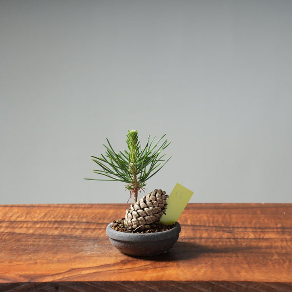Japanese Black Pine Mini Cone Planting #12 - Bonsaify