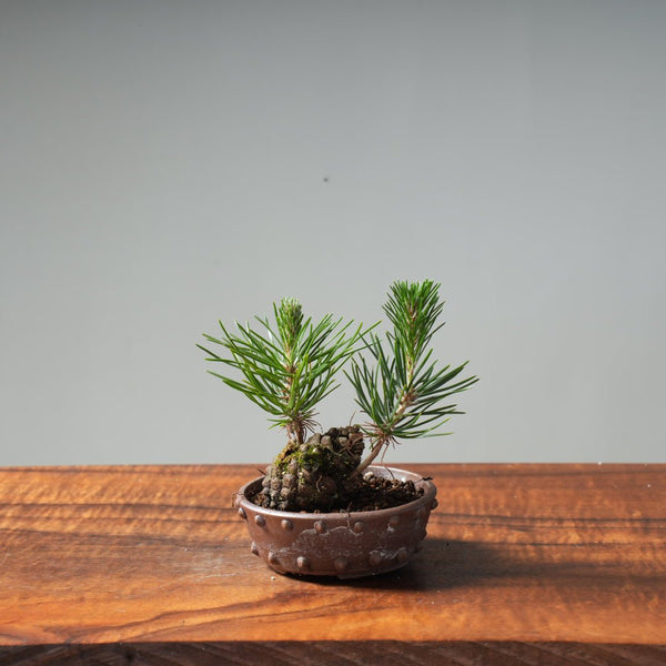 Japanese Black Pine Mini Cone Planting #7 - Bonsaify