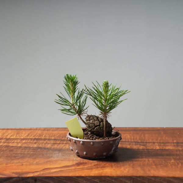 Japanese Black Pine Mini Cone Planting #7 - Bonsaify