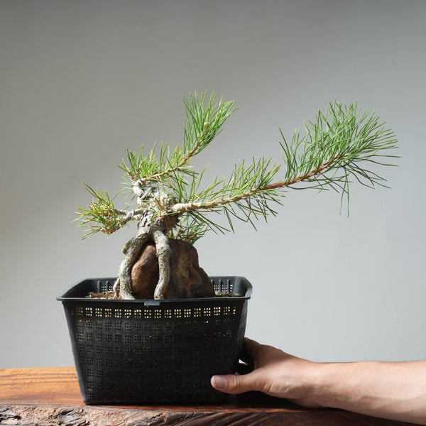 Japanese Black Pine Root - Over - Rock 472 - Bonsaify