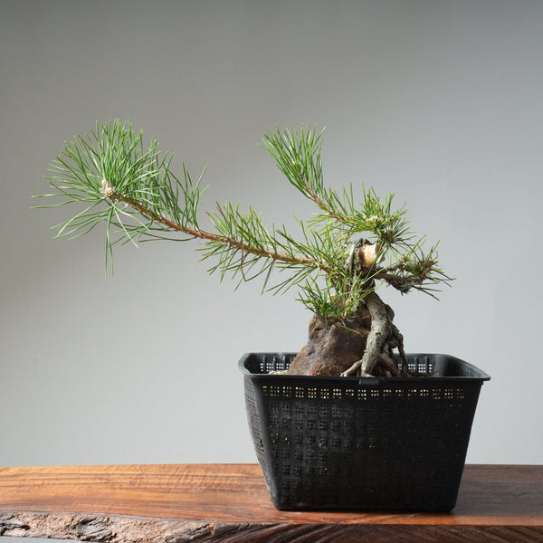 Japanese Black Pine Root - Over - Rock 472 - Bonsaify