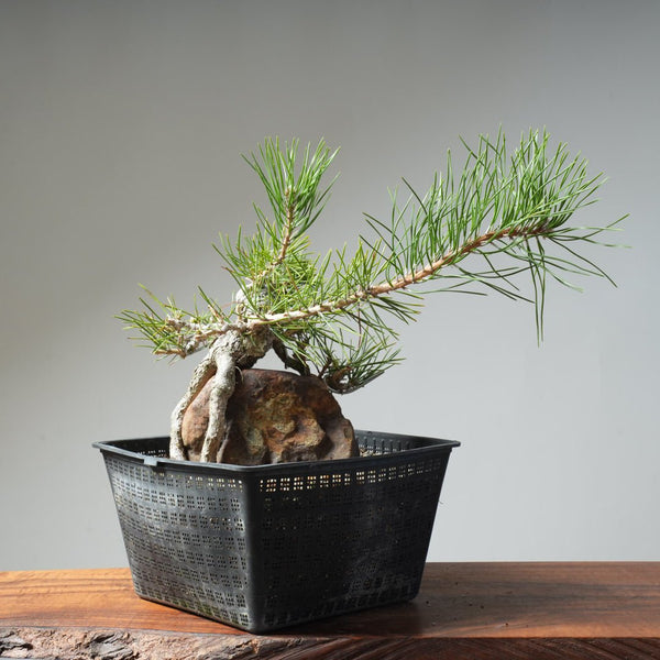 Japanese Black Pine Root - Over - Rock 472 - Bonsaify