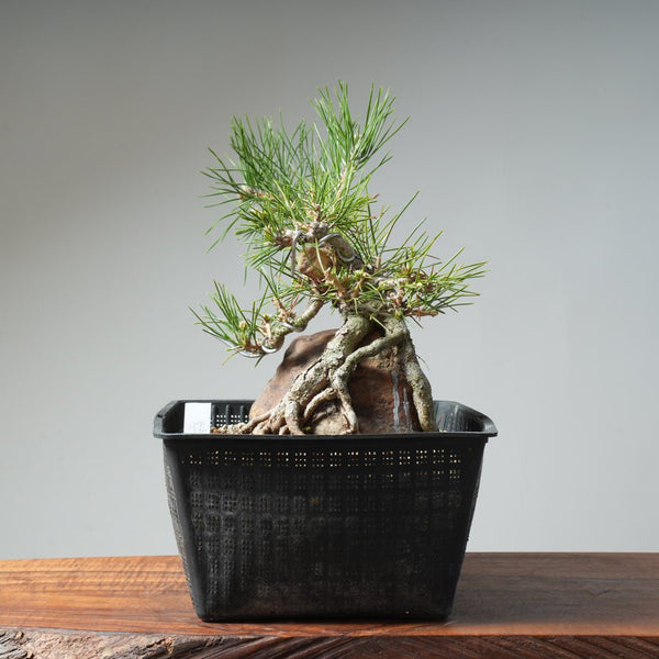 Japanese Black Pine Root - Over - Rock 472 - Bonsaify