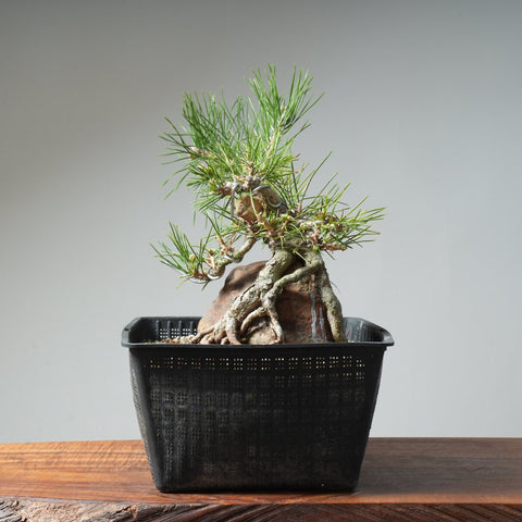 Japanese Black Pine Root - Over - Rock 472 - Bonsaify