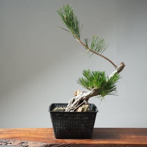 Japanese Black Pine Root - Over - Rock 569 - Bonsaify