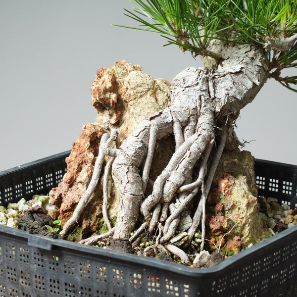 Japanese Black Pine Root - Over - Rock 569 - Bonsaify