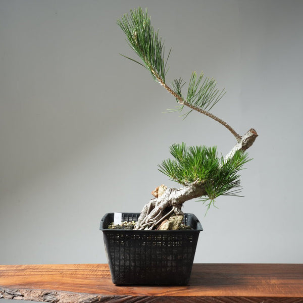 Japanese Black Pine Root - Over - Rock 569 - Bonsaify