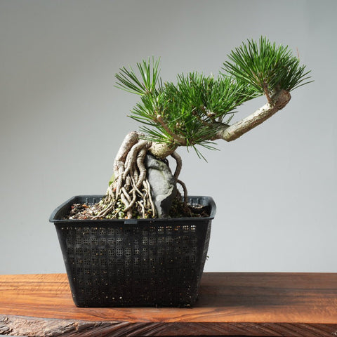 Japanese Black Pine Root - Over - Rock 570 - Bonsaify