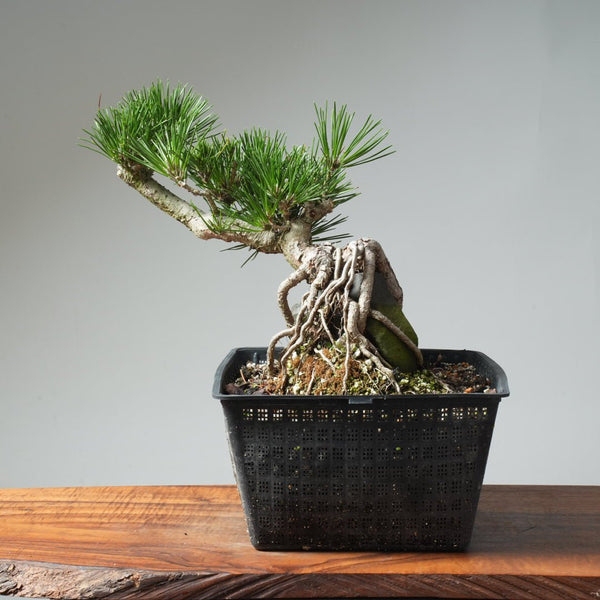 Japanese Black Pine Root - Over - Rock 570 - Bonsaify