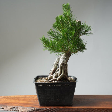 Japanese Black Pine Root - Over - Rock 572 - Bonsaify