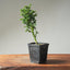 Japanese Cedar Starters - Cryptomeria - Bonsaify