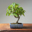 Japanese Hornbeam 1046 - Bonsaify