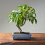 Japanese Hornbeam 1046 - Bonsaify