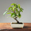 Japanese Hornbeam 1047 - Bonsaify