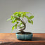 Japanese Hornbeam 1048 - Bonsaify