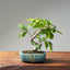 Japanese Hornbeam 1048 - Bonsaify