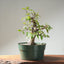 Japanese Hornbeam Bonsai 1228 - Bonsaify