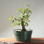 Japanese Hornbeam Bonsai 1228 - Bonsaify
