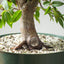 Japanese Hornbeam Bonsai 1228 - Bonsaify