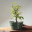 Japanese Hornbeam Bonsai 1228 - Bonsaify