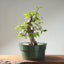 Japanese Hornbeam Bonsai 1228 - Bonsaify