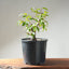 Japanese Hornbeam Bonsai 1229 - Bonsaify