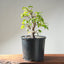 Japanese Hornbeam Bonsai 1229 - Bonsaify