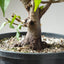 Japanese Hornbeam Bonsai 1229 - Bonsaify
