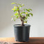 Japanese Hornbeam Bonsai 1229 - Bonsaify