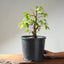 Japanese Hornbeam Bonsai 1229 - Bonsaify