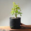 Japanese Hornbeam Bonsai 1230 - Bonsaify