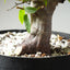 Japanese Hornbeam Bonsai 1230 - Bonsaify