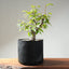 Japanese Hornbeam Bonsai 1230 - Bonsaify