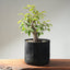 Japanese Hornbeam Bonsai 1230 - Bonsaify