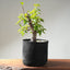 Japanese Hornbeam Bonsai 1230 - Bonsaify