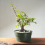 Japanese Hornbeam Bonsai 1231 - Bonsaify