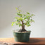 Japanese Hornbeam Bonsai 1231 - Bonsaify