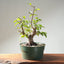 Japanese Hornbeam Bonsai 1231 - Bonsaify