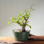 Japanese Hornbeam Bonsai 1231 - Bonsaify
