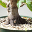 Japanese Hornbeam Bonsai 1231 - Bonsaify