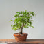 Japanese Hornbeam Bonsai 831 - Bonsaify