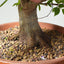 Japanese Hornbeam Bonsai 831 - Bonsaify