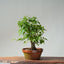 Japanese Hornbeam Bonsai 831 - Bonsaify