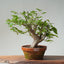 Japanese Hornbeam Bonsai 832 - Bonsaify