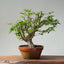 Japanese Hornbeam Bonsai 832 - Bonsaify
