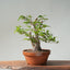 Japanese Hornbeam Bonsai 833 - Bonsaify