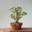 Japanese Hornbeam Bonsai 833 - Bonsaify